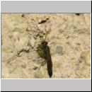 K-Trypoxylon figulus - Grabwespe 02a 14mm beim Eintrag einer Kugelspinne in O. spinipes-Nest.jpg